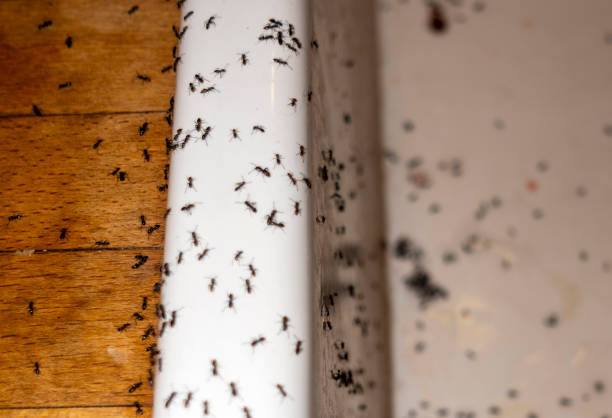 Professional Pest Control in Notre Dame, IN