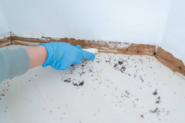 Best Termite Control Services  in Notre Dame, IN